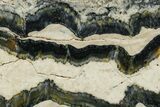Mammoth Molar Slice With Case - South Carolina #349976-1
